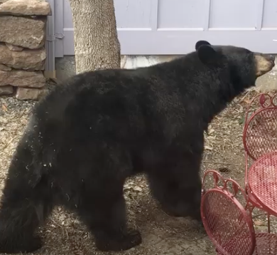 Claude the Bear